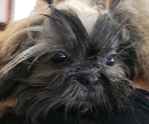 Mother of the Shih Tzu puppies born on 02/12/2026