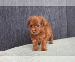 Small Photo #5 Poodle (Toy) Puppy For Sale in LOS ANGELES, CA, USA