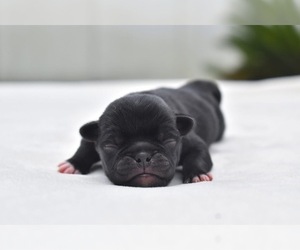 Pug Puppy for sale in PALM COAST, FL, USA
