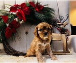 Puppy Ruby Cavalier King Charles Spaniel