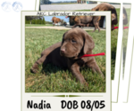 Puppy Nadia Labrador Retriever