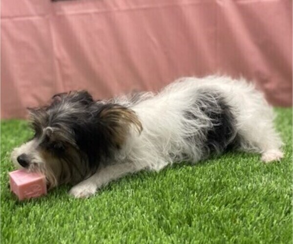 Medium Photo #2 Morkie Puppy For Sale in STUART, FL, USA