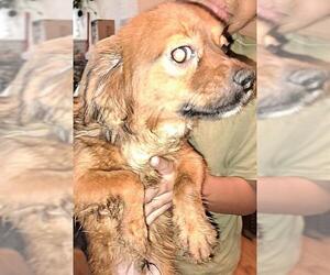Chihuahua-Unknown Mix Dogs for adoption in San Antonio, TX, USA