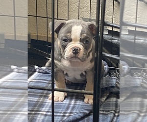 American Bully Puppy for sale in MODESTO, CA, USA
