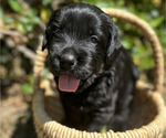 Puppy Mera Black Russian Terrier