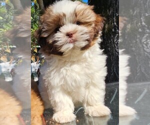 Shih Tzu Puppy for sale in CHARLOTTE, NC, USA