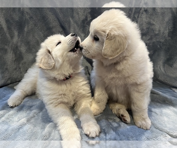 Medium Photo #24 Anatolian Pyrenees Puppy For Sale in CULDESAC, ID, USA