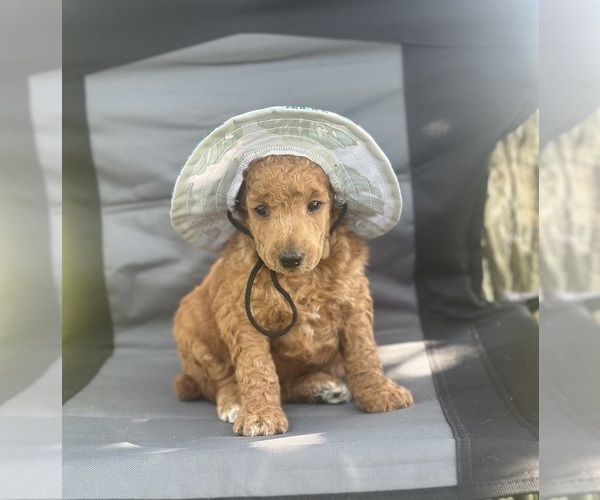 Medium Photo #4 Poodle (Standard) Puppy For Sale in ELKHORN, WI, USA