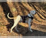 Small Photo #2 Labrador Retriever-Unknown Mix Puppy For Sale in Rockaway, NJ, USA
