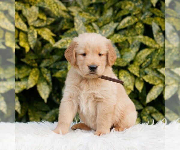 Medium Photo #1 Golden Retriever Puppy For Sale in NEW HOLLAND, PA, USA