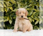 Small Golden Retriever