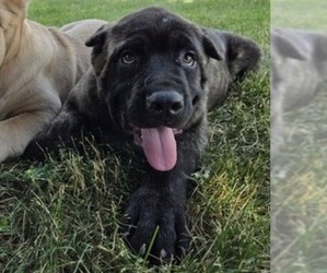 Cane Corso Puppy for sale in NAPPANEE, IN, USA