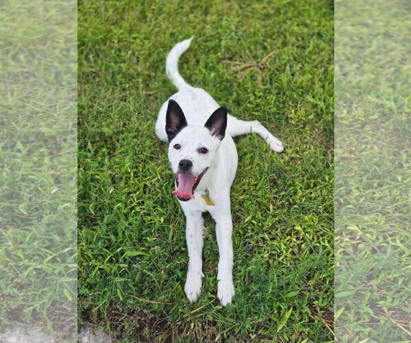 Medium Photo #8 Chihuahua-Unknown Mix Puppy For Sale in Sandy, UT, USA