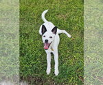 Small #7 Chihuahua Mix