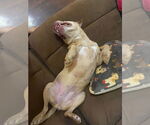 Small #33 American Pit Bull Terrier Mix