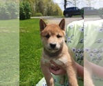 Small Photo #3 Shiba Inu Puppy For Sale in RUSHVILLE, NY, USA