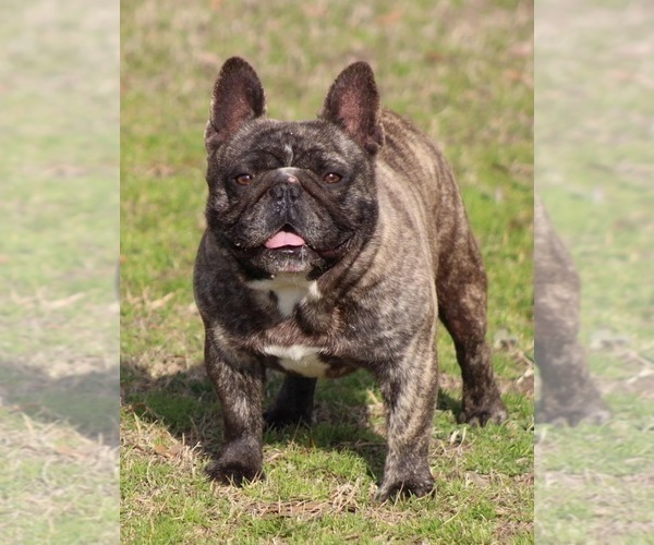 Medium Photo #1 French Bulldog Puppy For Sale in WINNSBORO, TX, USA