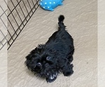Small Photo #1 Shih Tzu Puppy For Sale in GLOUCESTER, VA, USA