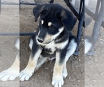 Small Photo #12 Wolf Hybrid Puppy For Sale in ALBUQUERQUE, NM, USA