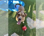 Small #3 American Pit Bull Terrier-Chihuahua Mix