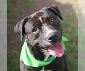 American Staffordshire Terrier-Unknown Mix Dogs for adoption in San Antonio, TX, USA
