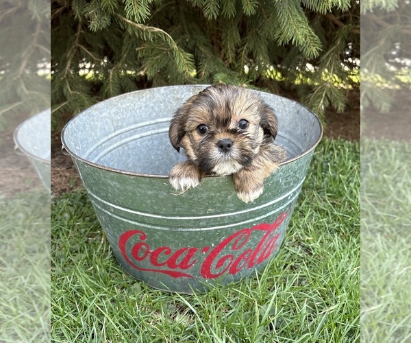 Medium Photo #4 Shorkie Tzu Puppy For Sale in MIDDLEBURY, IN, USA