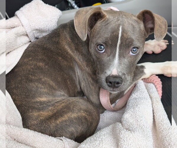 Medium Photo #2 Mutt Puppy For Sale in Des Moines, IA, USA