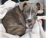 Small Photo #2 Mutt Puppy For Sale in Des Moines, IA, USA