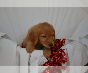 Golden Retriever Litter for sale in GREENWOOD, WI, USA