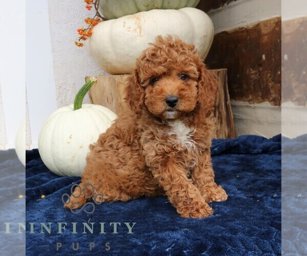 Medium Photo #2 Cavapoo Puppy For Sale in NARVON, PA, USA
