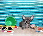 Puppy Zeno Chihuahua