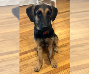 German Shepherd Dog-Great Dane Mix Dogs for adoption in San Diego, CA, USA