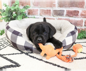 Labrador Retriever Puppy for sale in SYRACUSE, IN, USA
