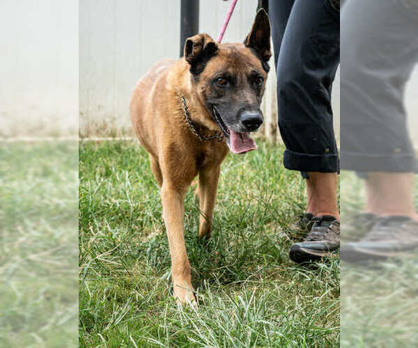 Medium Photo #4 Mutt Puppy For Sale in Imlay City, MI, USA