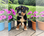Small #3 Mutt