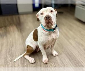 Mutt Dogs for adoption in Martinez, CA, USA