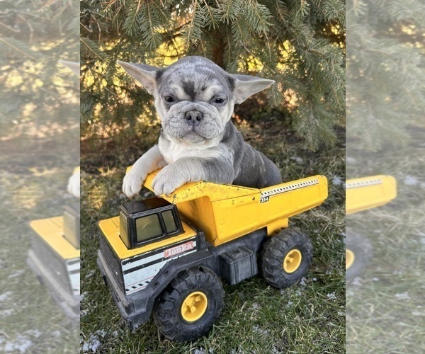 Medium Photo #2 French Bulldog Puppy For Sale in MIDDLEBURY, IN, USA