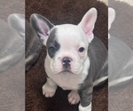 Puppy 4 French Bulldog
