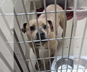 Mutt Dogs for adoption in Decatur, IL, USA