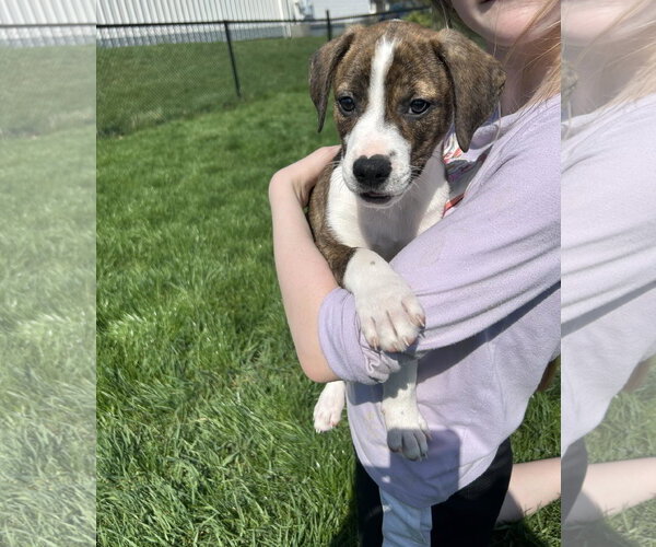 Medium Photo #1 Bogle Puppy For Sale in Mechanicsburg, PA, USA