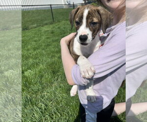 Bogle Dogs for adoption in Mechanicsburg, PA, USA