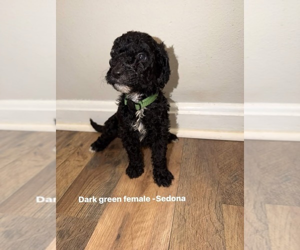 Medium Photo #6 Goldendoodle mix (+ Poodle Standard) Puppy For Sale in WEAVER, AL, USA
