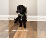 Small #5 Goldendoodle mix (+ Poodle Standard)