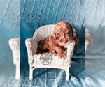 Small #3 Labradoodle