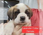 Small Photo #3 Saint Bernard Puppy For Sale in BERESFORD, SD, USA