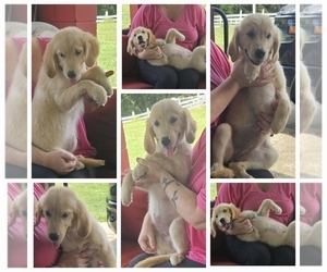 Golden Retriever Puppy for sale in DELAND, FL, USA