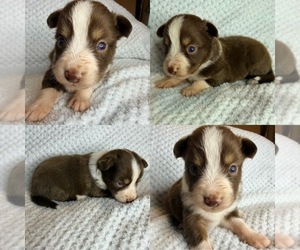 Miniature Australian Shepherd Puppy for sale in BROOKER, FL, USA