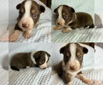 Toy red tri - Male Miniature Australian Shepherd Puppy for Sale - Small photo