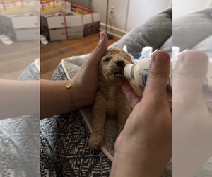 Father of the Poodle (Toy) puppies born on 07/16/2025