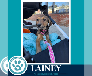 Lainey ( L Crew) 102426 - Female Labrador Retriever-Unknown Mix Dog for Adoption - Photo #2